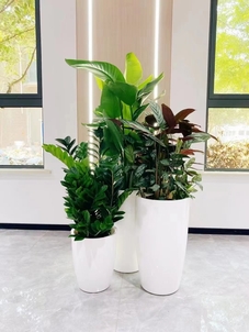 余姚专业花木租摆，开启精致绿植生活